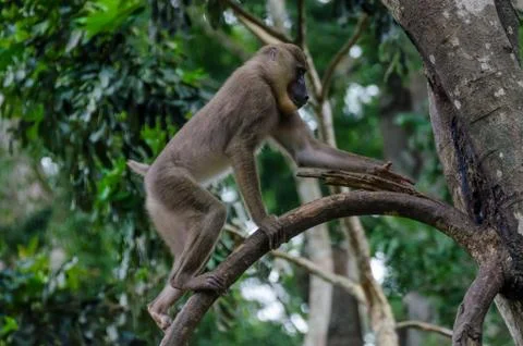 Young drill monkey climbing tree in rain forest of Nigeria Stock Photos