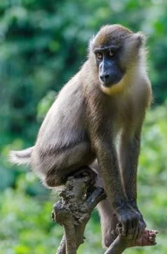 Young drill monkey sitting on small tree in rain forest of Nigeria Stock Photos