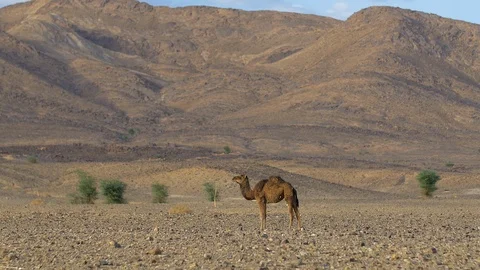 Young dromedary walking through Moroccan desert Stockbeeldmateriaal 111218836