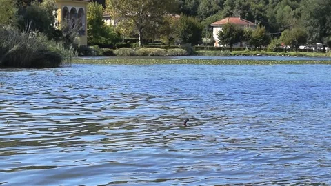 Young duck fishing on Lake Annone, italy Stock Footage
