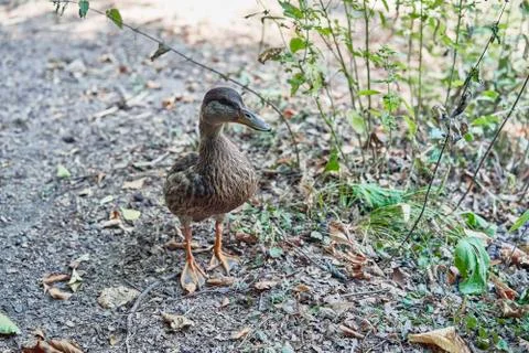 Young duck in the forest Stock Photos