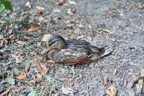 Young duck in the forest Stock Photos