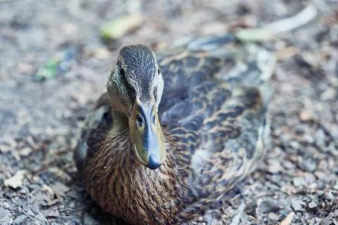 Young duck in the forest Stock Photos