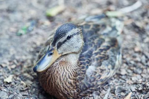 Young duck in the forest Stock Photos
