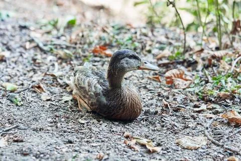 Young duck in the forest Stock Photos