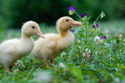 Young duck in a grass Stock Photos