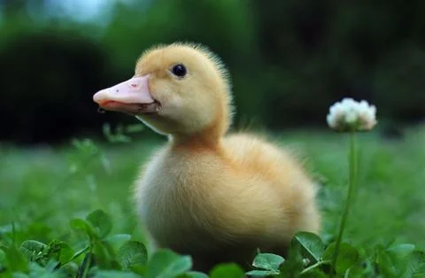 Young duck in a grass Stock Photos