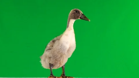 Young duck on a green screen. Stock Footage 115709196