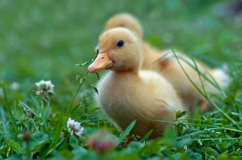 Young duck Stock Photos