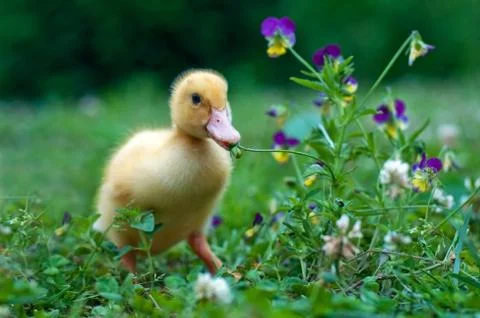 Young duck Stock Photos