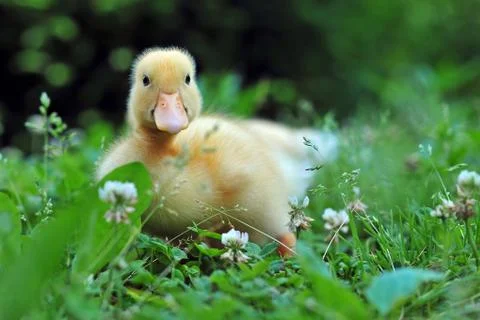 Young duck Stock Photos