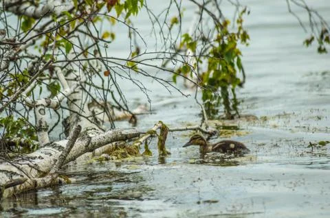Young duck Stock Photos