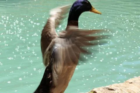Young duck Stock Photos