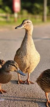 Young duck Stock Photos