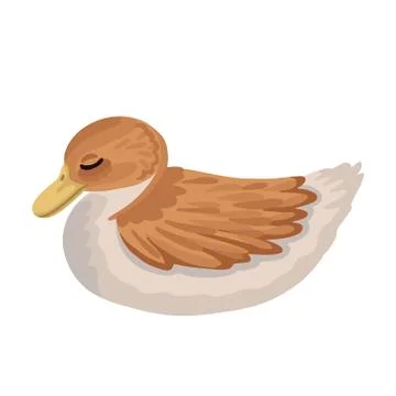 Young duck is sleeping. Vector isolated illustration Illustrazione stock