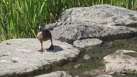 Young Duck Standing Up and Stretching on a Riverside Rock Vídeo Stock 341801038