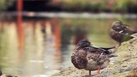 Young duck washes and cleans its plumage on shore of forest pond in autumn Stock Footage 80981879