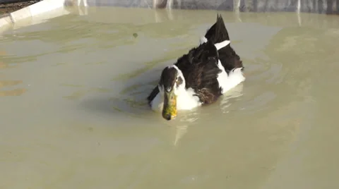 Young duck in the water Vidéo 29160792