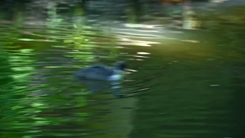 Young duckling exploring serene pond with reflective green waters. coot Stock Footage 331530513