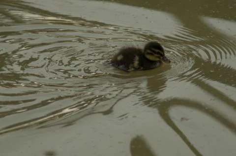 A young duckling Stock Photos