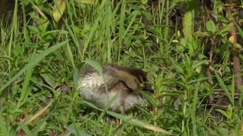 Young Duckling Preening Its Feathers in Lush Grassland 4K Nature Footage Stock Footage 336979403