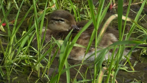 Young Duckling Resting Peacefully and Breathing Calmly in Lush Green Grass 4K Video stock 336979402