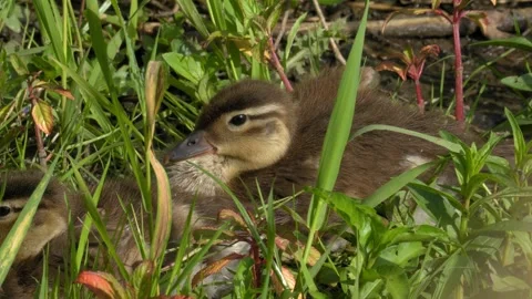 Young Duckling Resting Quietly in Dense Green Vegetation 4K Wildlife Footage Stock Footage 336979415