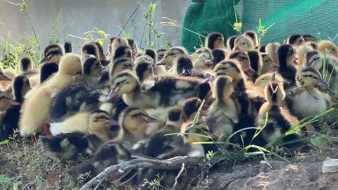 Young ducklings sit together as a small group on grass in the shade of a tree 库存影片 333910276