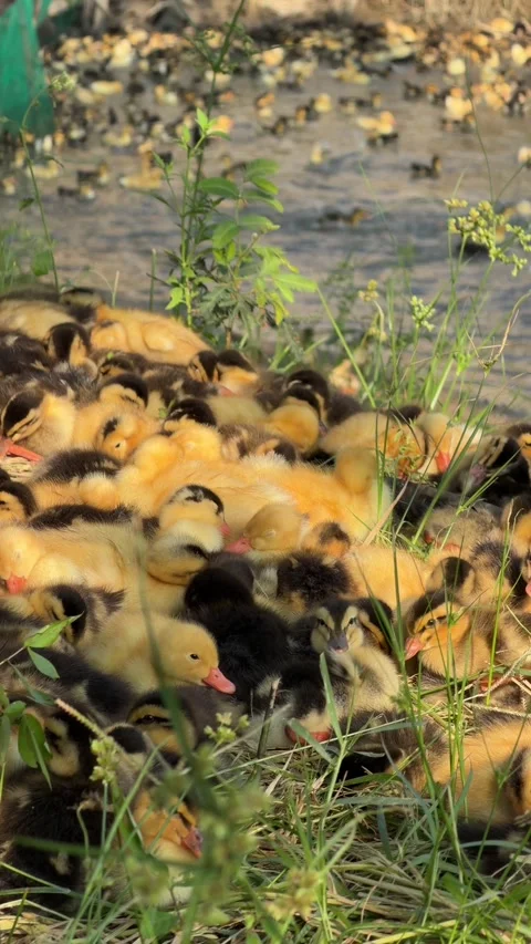 Young ducklings sit together as a small group on grass in the shade of a tree Stock Footage 335533892