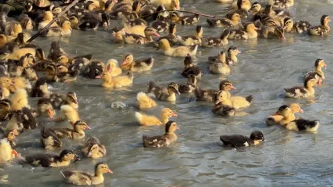 Young ducklings swim across the surface of a rural pond while spreading Vidéo 334417408