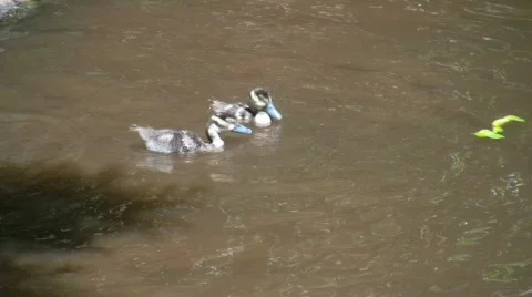 Young ducks diving 3 Stock Footage 373193
