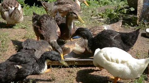 Young ducks Video stock 104702503