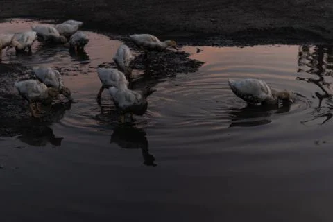 Young ducks found a shallow puddle and play in it 库存照片