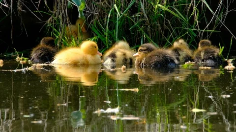 Young ducks in lake try to sleep dscf1664 B4K Stock Footage 94217828