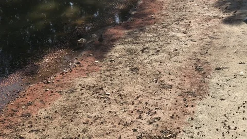 Young Ducks looking for food on a half empty pool Stock Footage 90814752