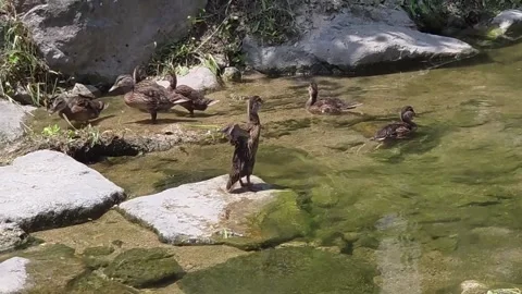 Young Ducks Moving Quickly Together in a Shallow Stream Stock Footage 341801088