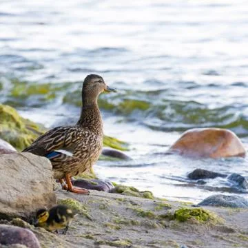 Young ducks 写真素材