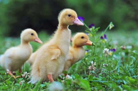 Young ducks Foto stock