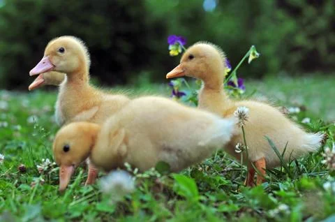 Young ducks Foto stock