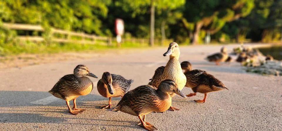 Young ducks Stock Photos