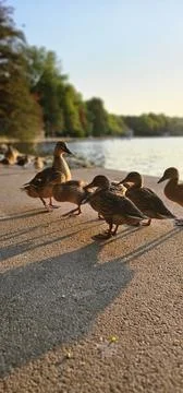 Young ducks Stock Photos