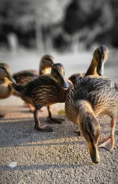 Young ducks Stock Photos