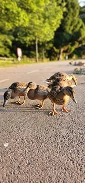 Young ducks 写真素材