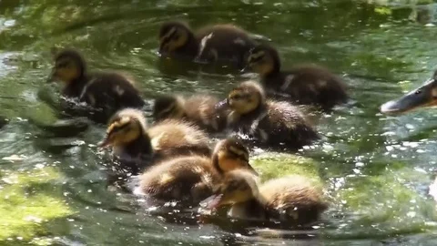 Young ducks playing around. Video stock 97211911