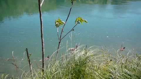 Young ducks in the river Video stock 154533303