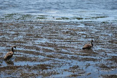 Young Ducks Wading Through Shallow Coastal Seaweed Stock-Fotos