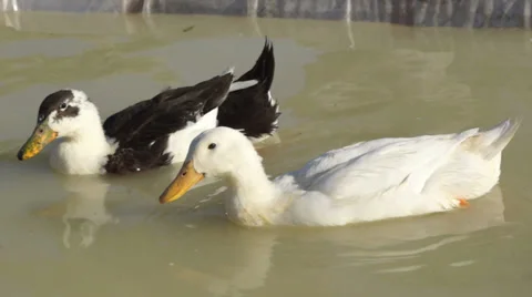 Young ducks in the water Stock Footage 29161935