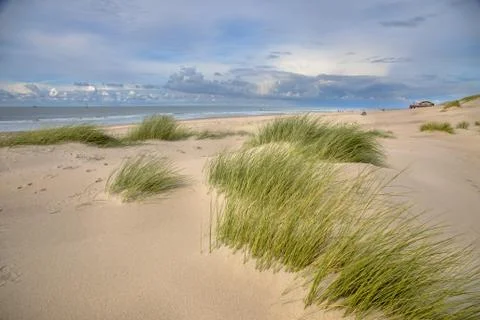 Young Dunes by the ocean Stock Photos