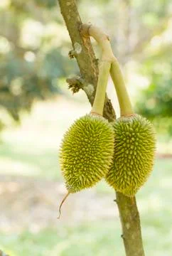 Young durian fruit on tree Stock Photos