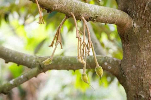 Young durian fruit on tree Stock Photos